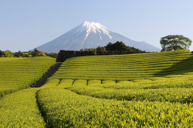 茶畑と富士山