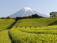 茶畑と富士山