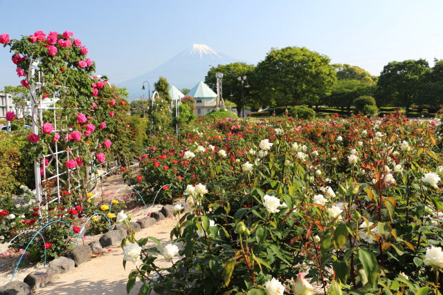 バラ公園と富士山