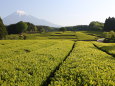 茶畑と富士山