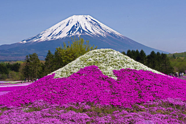 富士山の競演