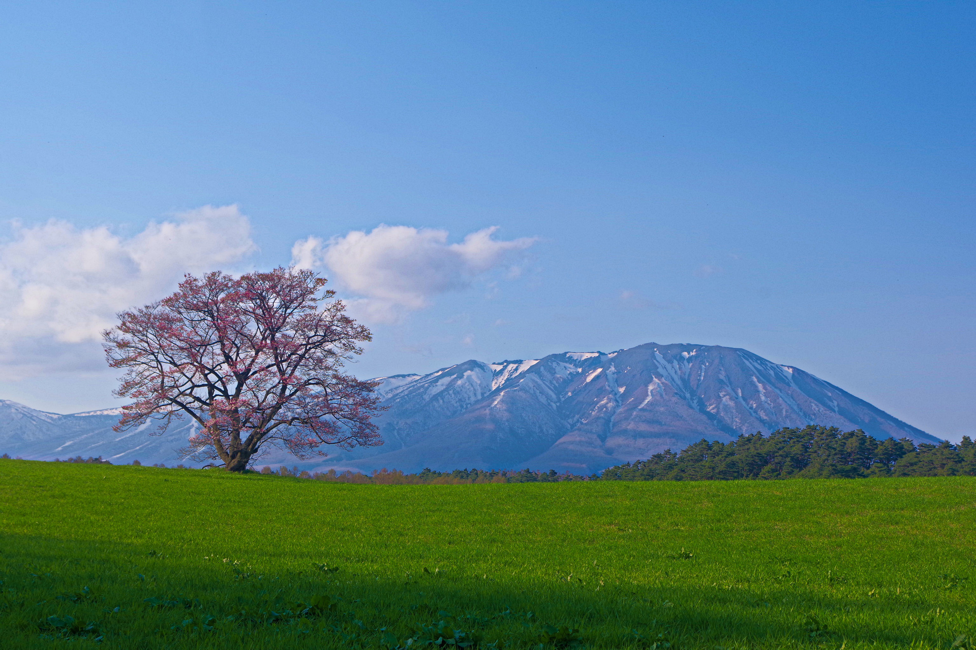 日本の風景 小岩井農場の一本桜 壁紙19x1280 壁紙館