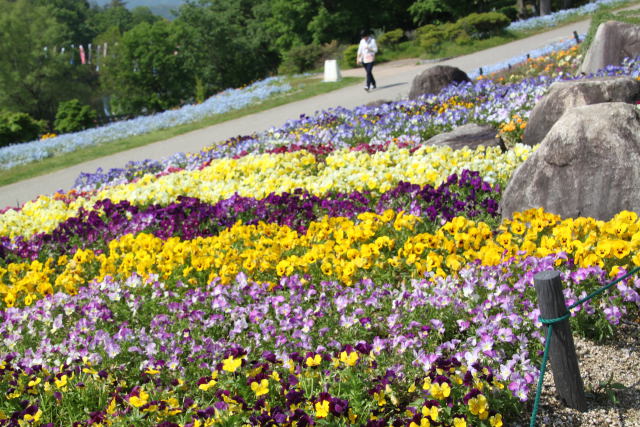 まんのう公園のお花畑