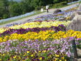 まんのう公園のお花畑