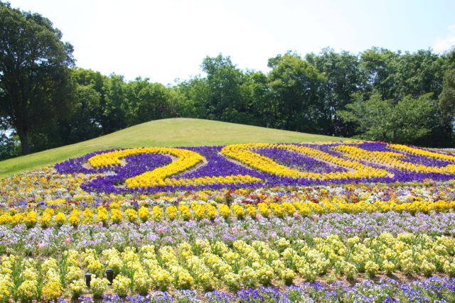 山一面お花