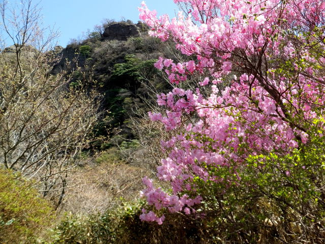 登山道で出逢ったアケボノツツジ