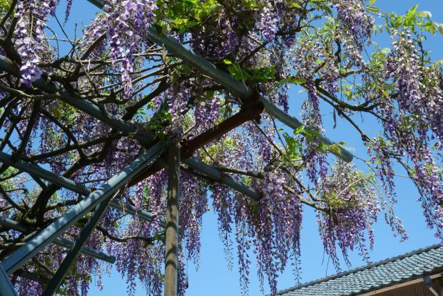 青空と藤の花