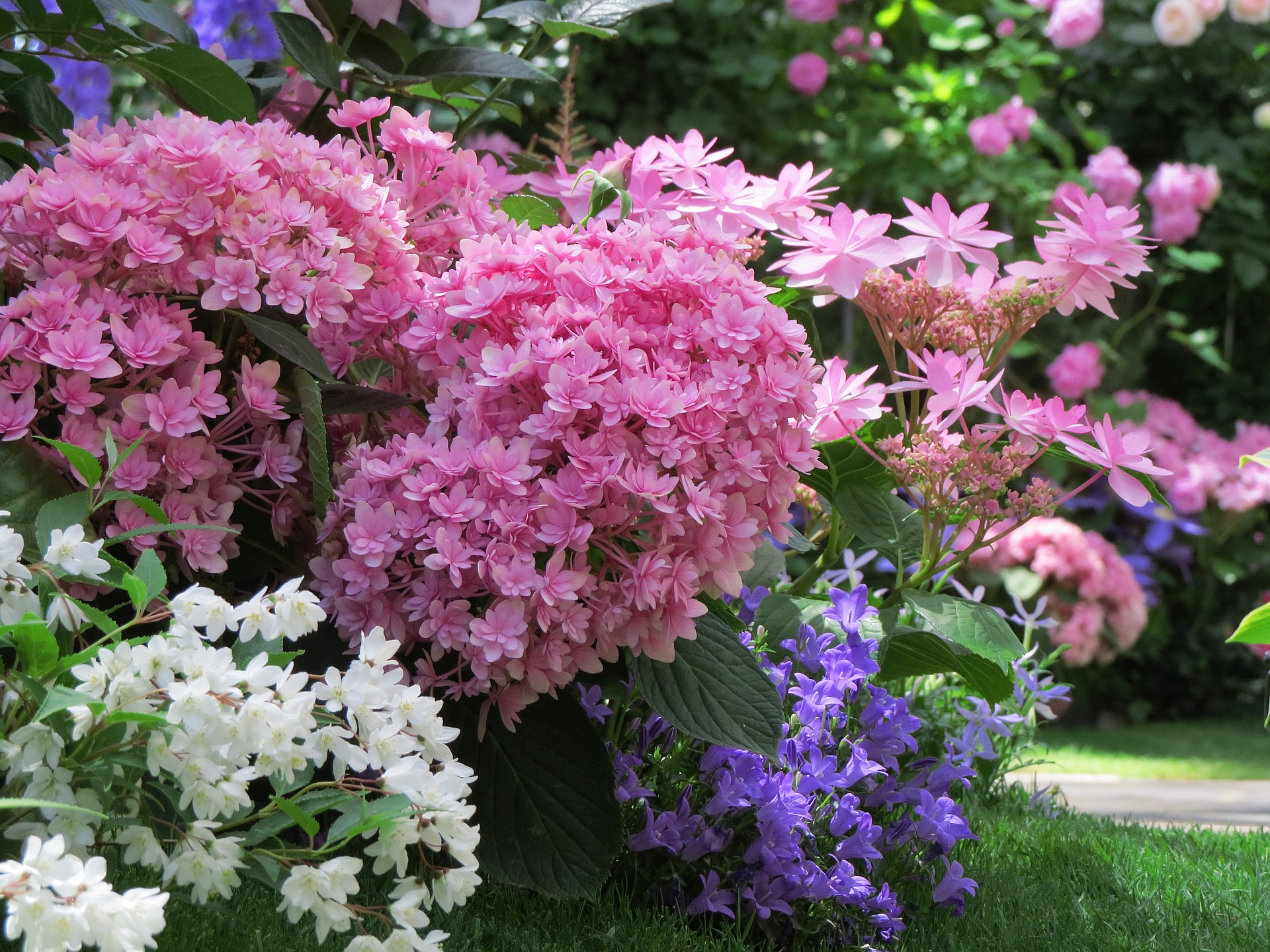 花 植物 紫陽花咲く初夏の庭 壁紙19x1440 壁紙館