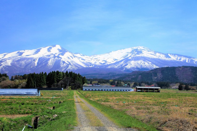 春の鳥海山