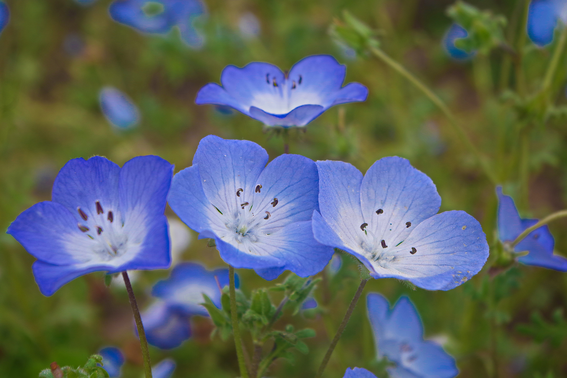 花 植物 ネモフィラ 壁紙19x1280 壁紙館