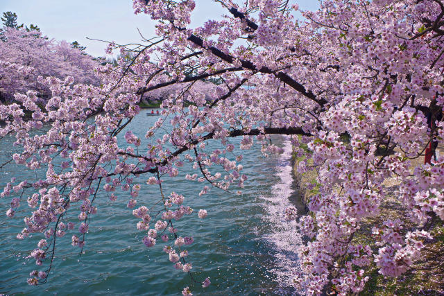 水辺の桜