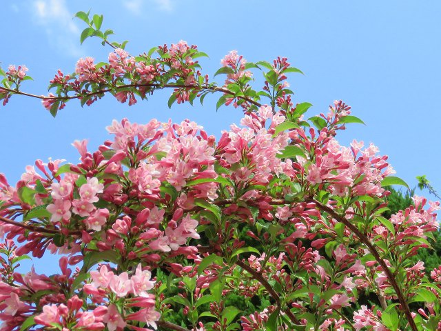 枝一杯タニウツギの花