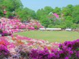 ツツジ満開の西山公園