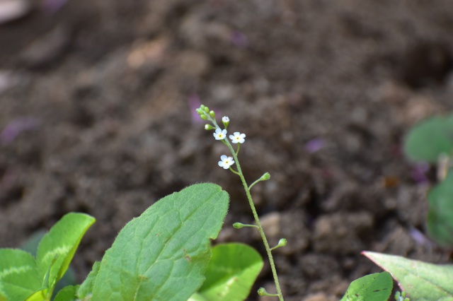 小さな小さな花 キュウリグサ