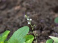 小さな小さな花 キュウリグサ