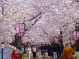 弘前公園 桜のトンネル