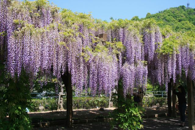 全開の藤の花