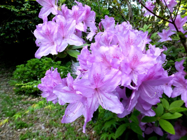 山道に咲いていた花