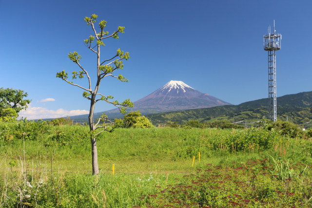 自然公園から望む富士山