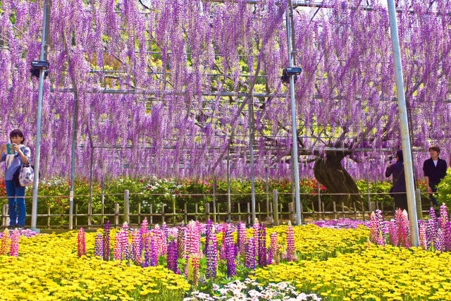 藤と春の花園