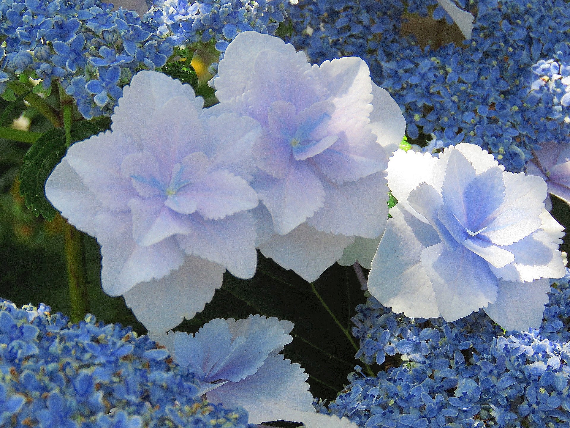 花 植物 紫陽花 星の桜 壁紙19x1440 壁紙館