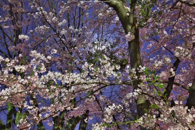 桜の向こうの満月