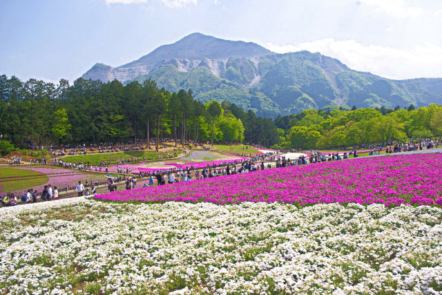 秩父 羊山公園の芝桜