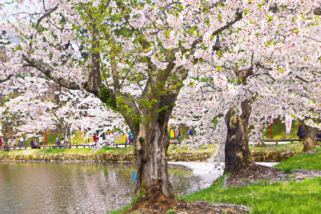 弘前公園 中濠の桜