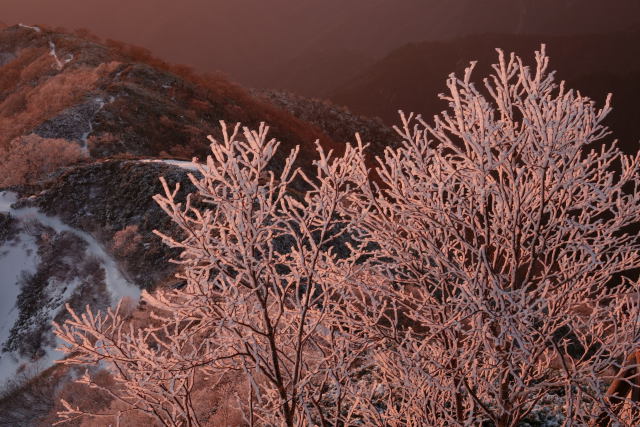 朝の樹氷