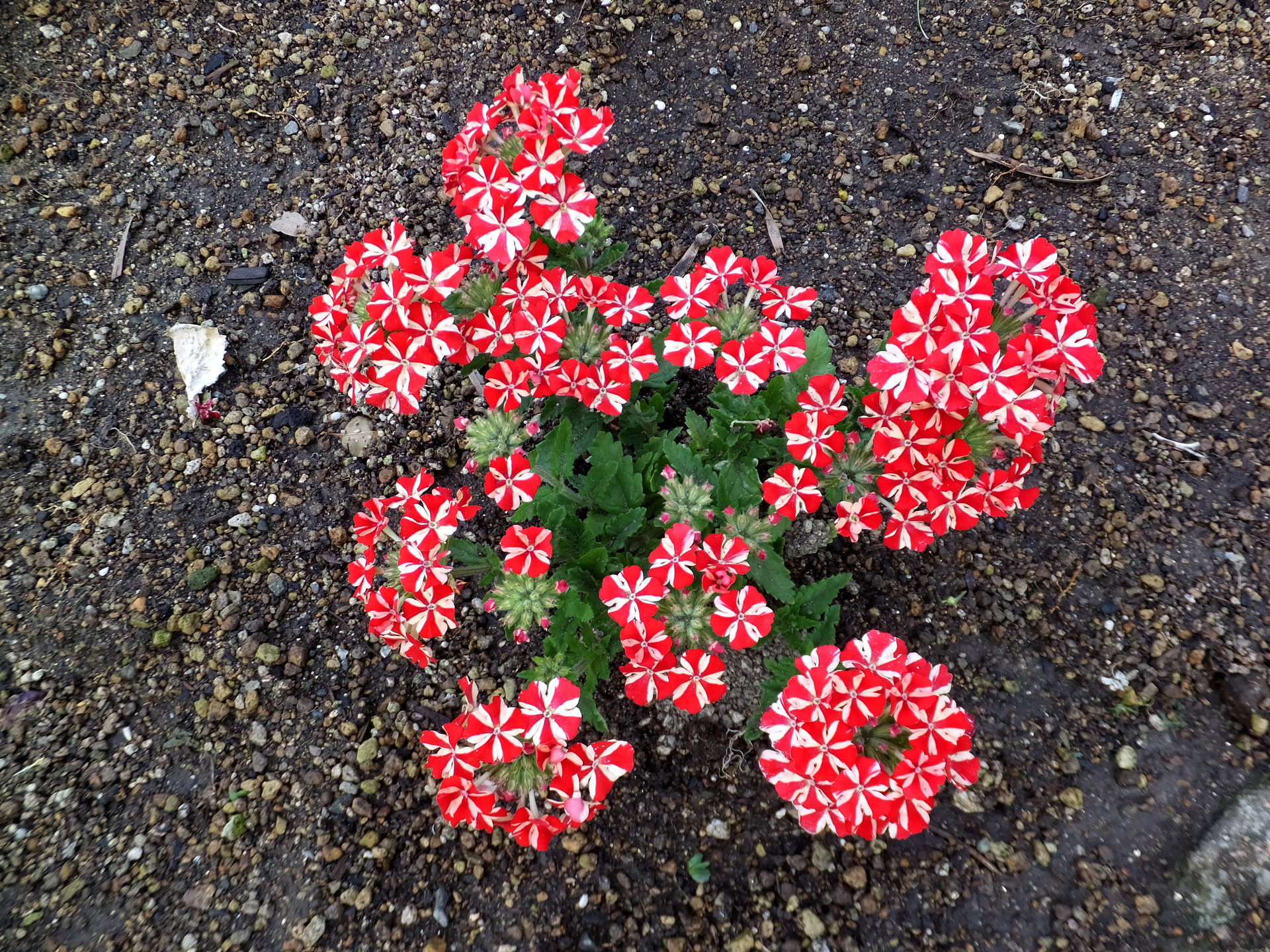 花 植物 面白い花模様 壁紙19x1440 壁紙館