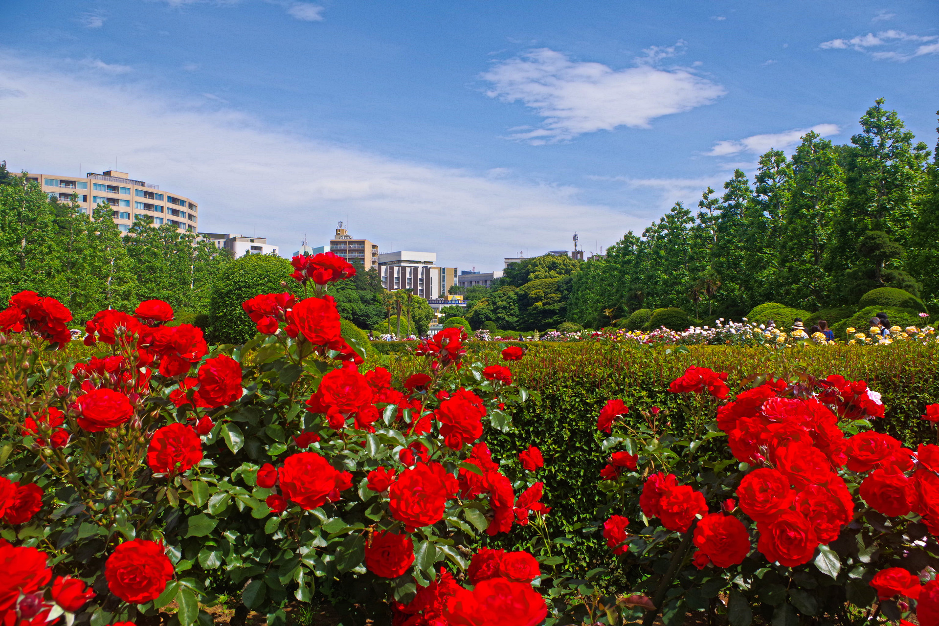 日本の風景 5月の空と薔薇 壁紙19x1280 壁紙館