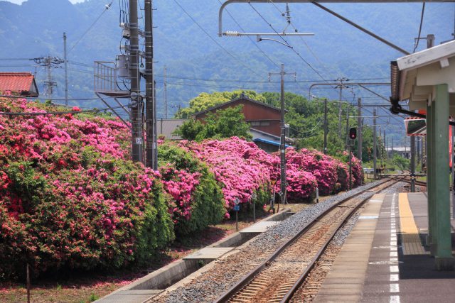 駅構内に咲くツツジ