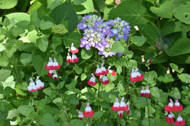 咲き始めた紫陽花とセージ