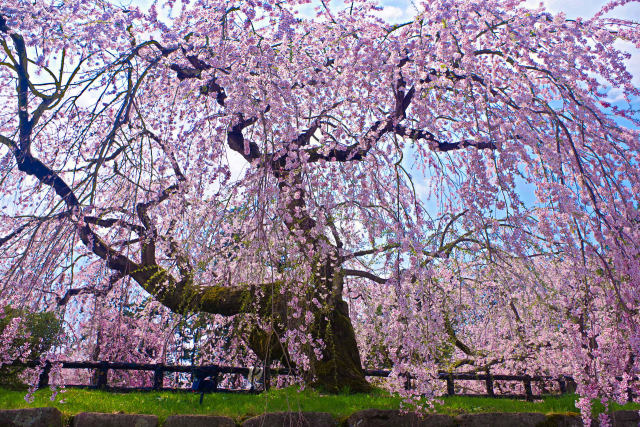 弘前公園のしだれ桜