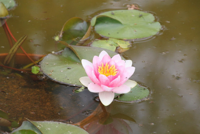 スイレンの花