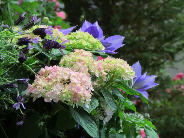 紫陽花・ごきげんよう