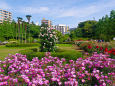 フランス式整形庭園と薔薇