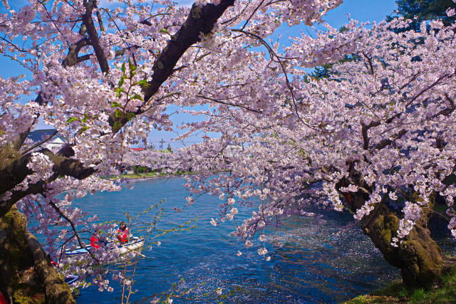 水辺の桜