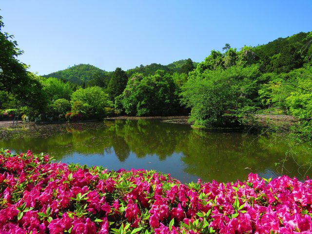 京都竜安寺の新緑の鏡容池