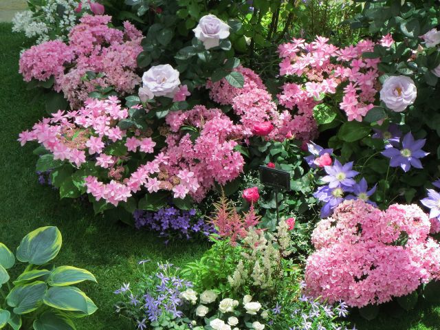 紫陽花とバラが咲く庭