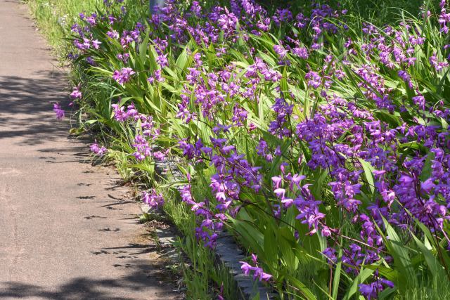 シランの花畑