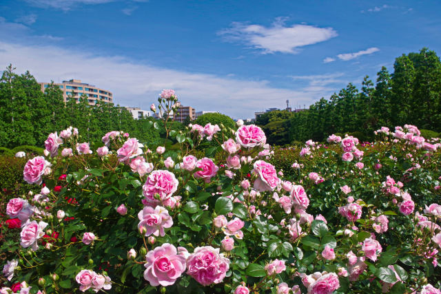 5月の空と薔薇