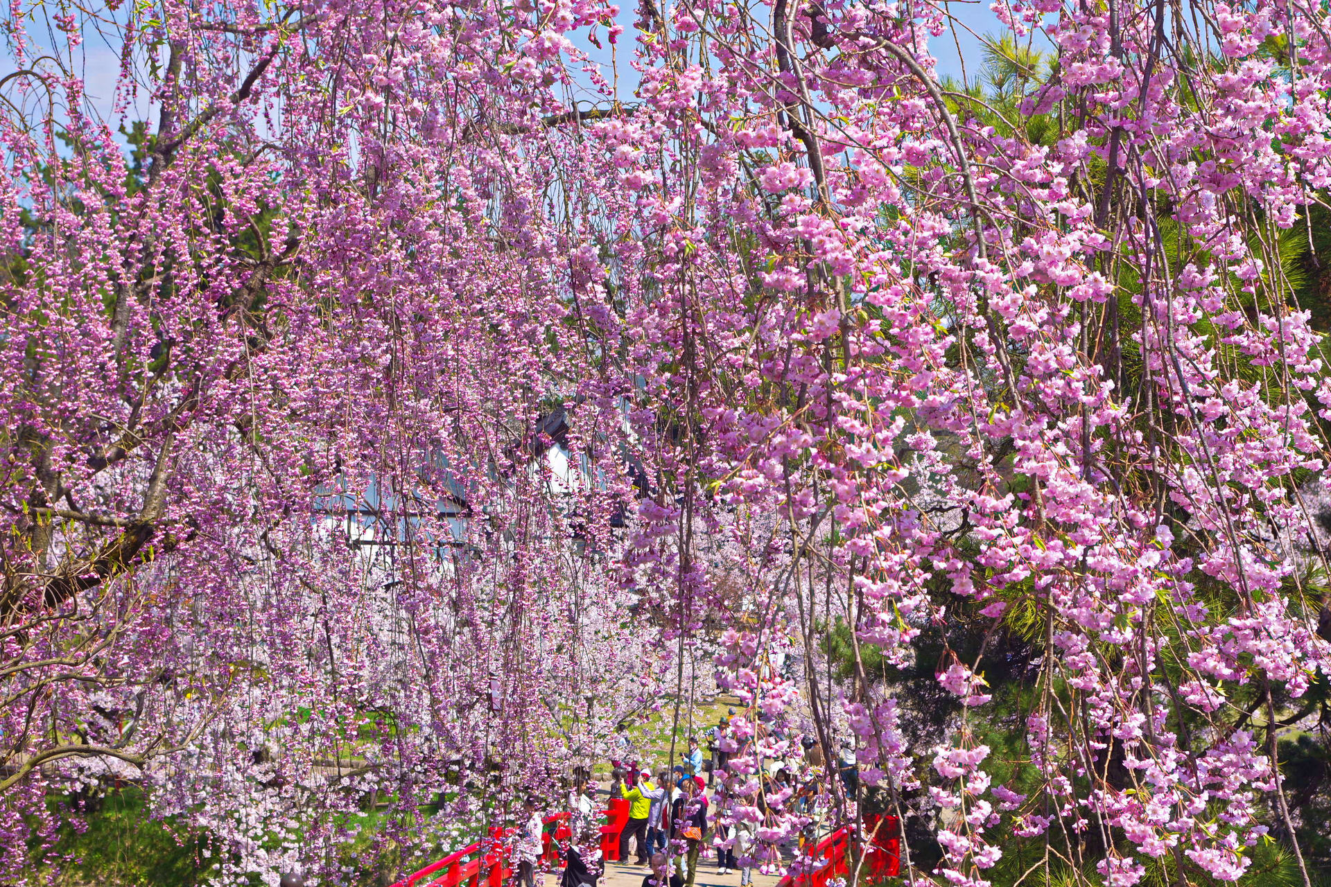 日本の風景 弘前公園 満開の桜 壁紙19x1280 壁紙館