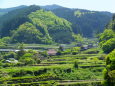 山間部緑の春景色