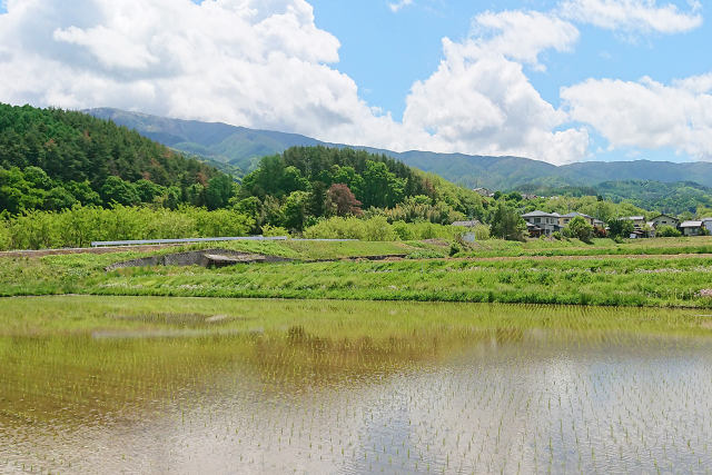 松本中山の緑