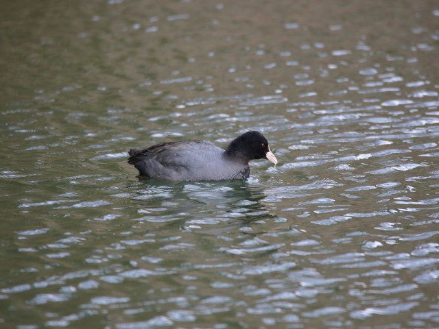 黒い水鳥