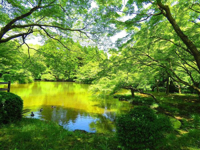 日増しに緑濃くなる水辺