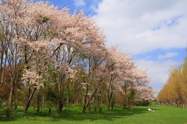 桜満開の森林公園 2