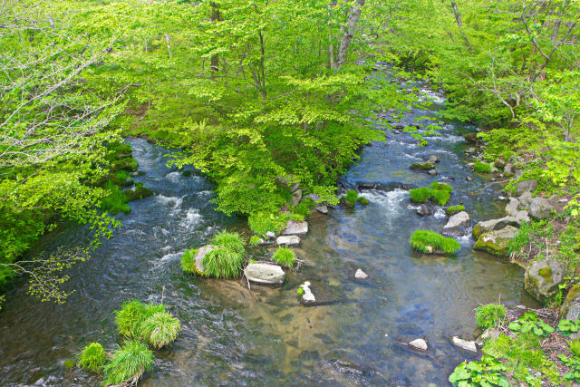 日本の風景 新緑の渓流 壁紙館