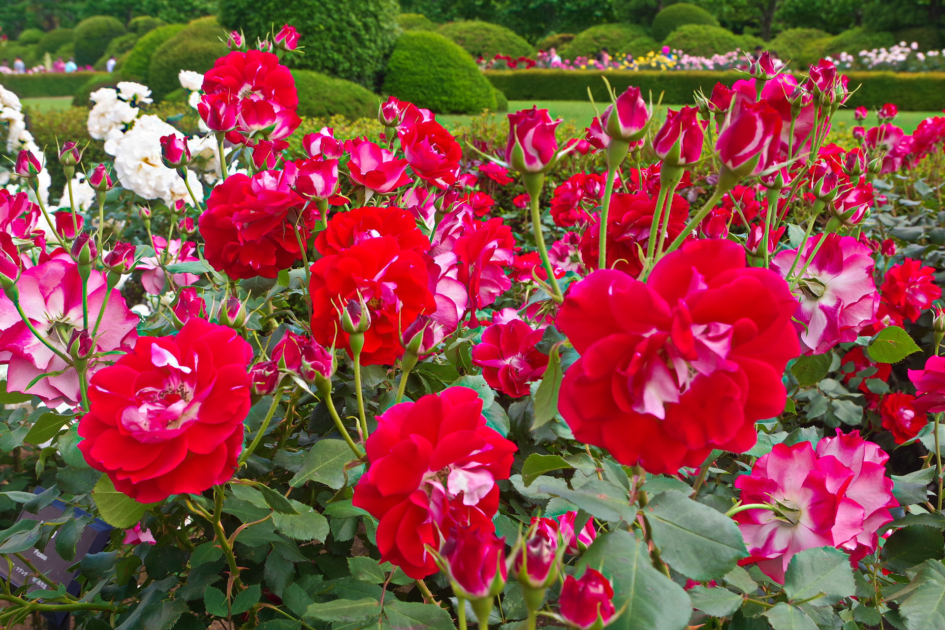 花 植物 ピカソ 壁紙19x1280 壁紙館